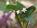 European black nightshade ، duscle ، garden nightshade ، garden huckleberry ، hound's berry ، petty 